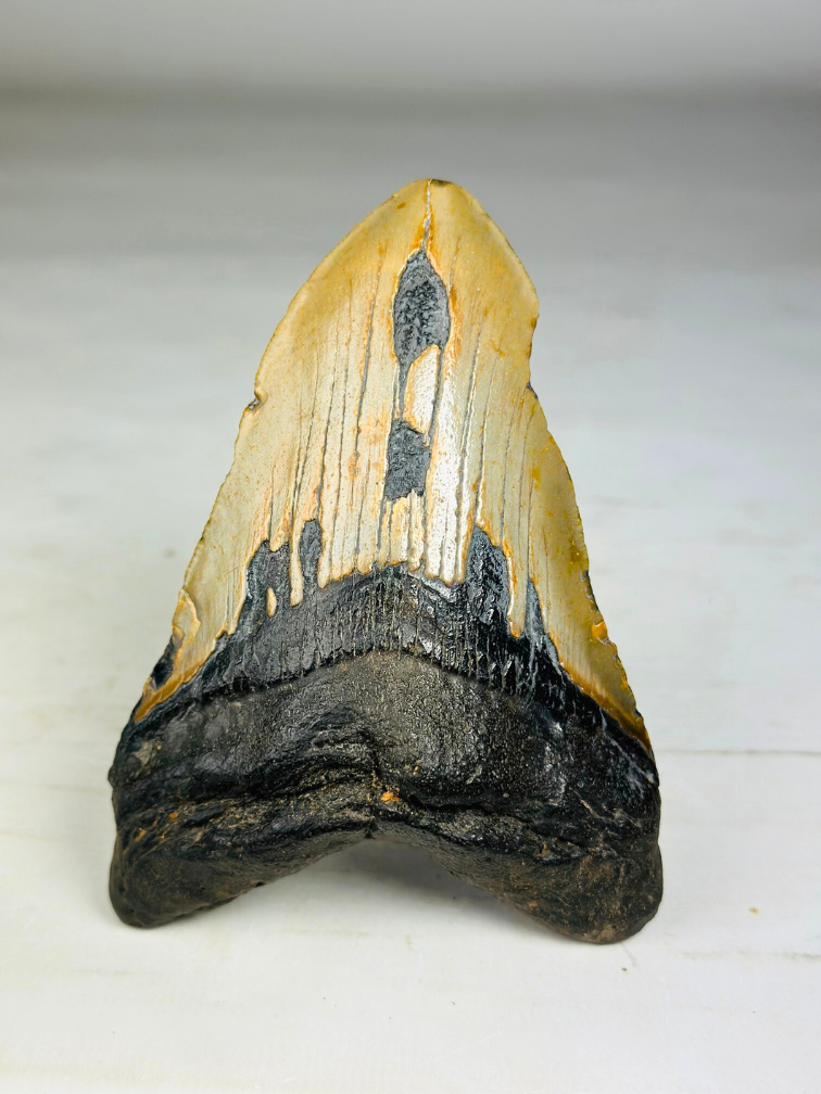 Megalodon tooth "The Resilient" (US) - 12.6 cm