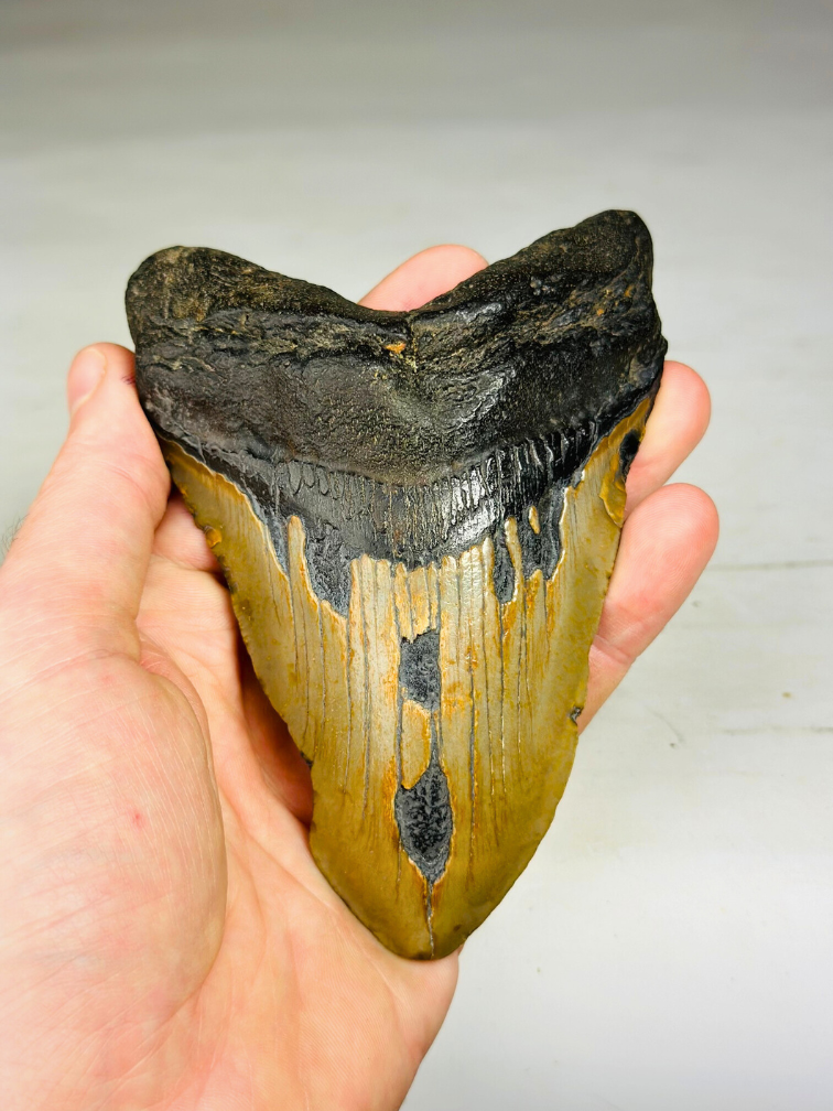 Dente di Megalodon "The Resilient" (USA) - 12,6 cm