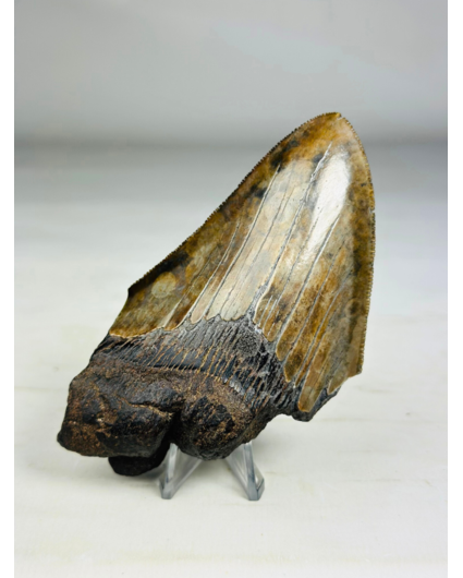 Dente di Megalodon "King's Might" (USA) - 10,5 cm