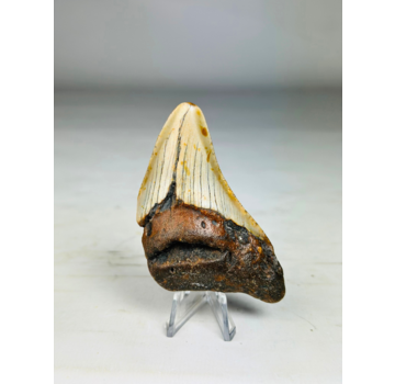 Megalodon Tand "Iron Age" (VS) - 8,4 cm