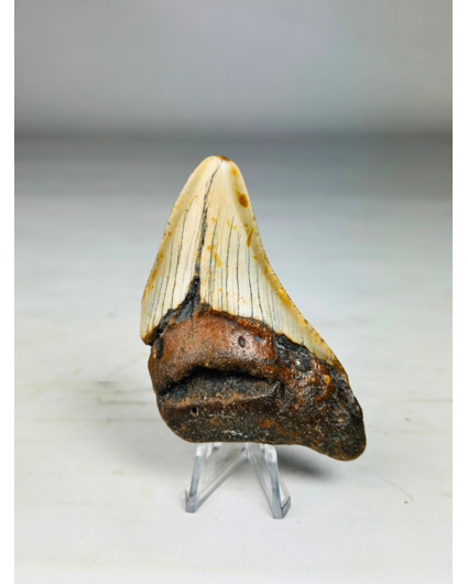 Diente de Megalodon " Iron Age " (US) - 8.4 cm