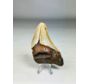 Dente di Megalodonte " Iron Age " (USA) - 8,4 cm