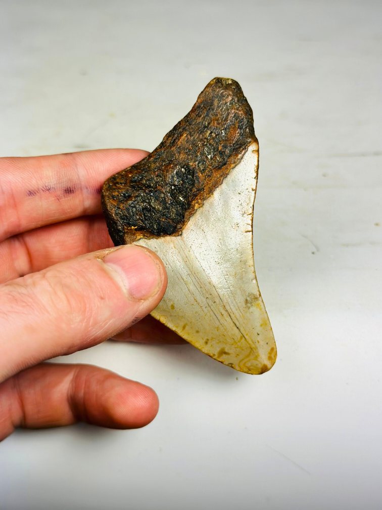 Dent de Megalodon "Iron Age" (US) - 8.4 cm