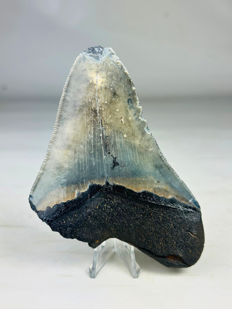 Megalodon tooth 'The Mysterious'  (US) - 11,5 cm