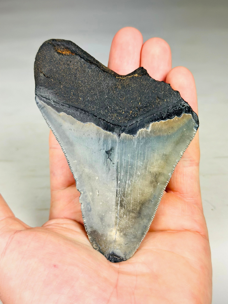 Megalodon tooth 'The Mysterious'  (US) - 11,5 cm