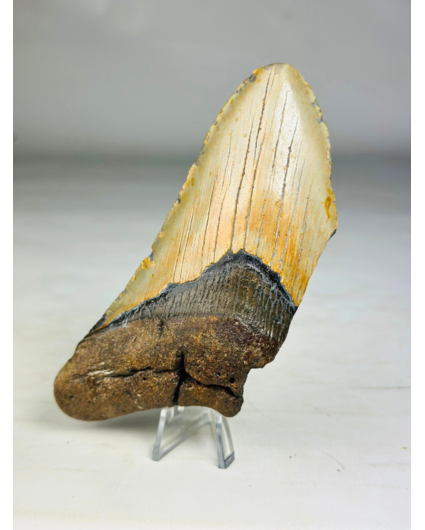 Megalodon tand ''Memoria carbonizada'' (VS) - 13,1 cm