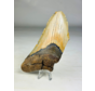 Megalodon tand ''Charred Memory'' (VS) - 13,1  cm