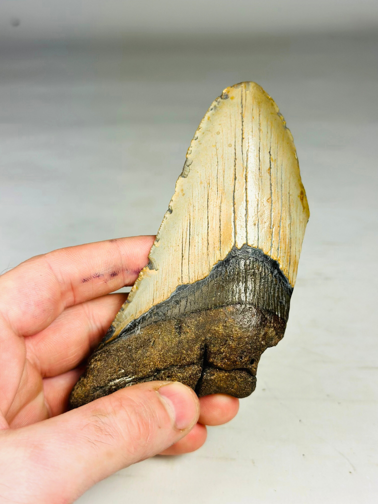 Megalodon tand ''Memoria carbonizada'' (VS) - 13,1 cm