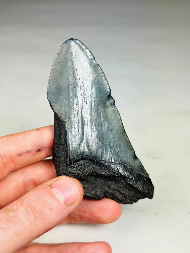 Dent de mégalodon "Cracked Soulstone" (US) - 9,5 cm