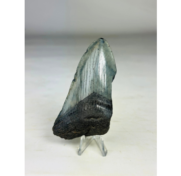 Diente de Megalodon "Cracked Soulstone" (US) - 9,5 cm