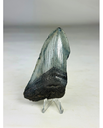 Diente de Megalodon "Cracked Soulstone" (US) - 9,5 cm