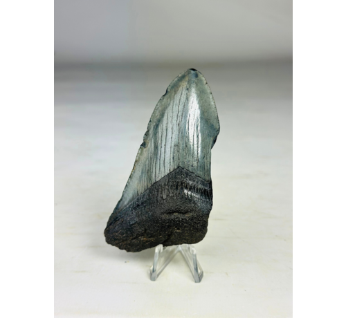 Dente di Megalodonte "Cracked Soulstone" (USA) - 9,5 cm