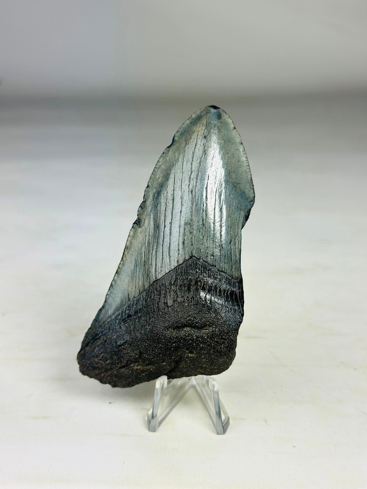 Dente di Megalodonte "Cracked Soulstone" (USA) - 9,5 cm