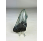 Dente di Megalodonte "Cracked Soulstone" (USA) - 9,5 cm