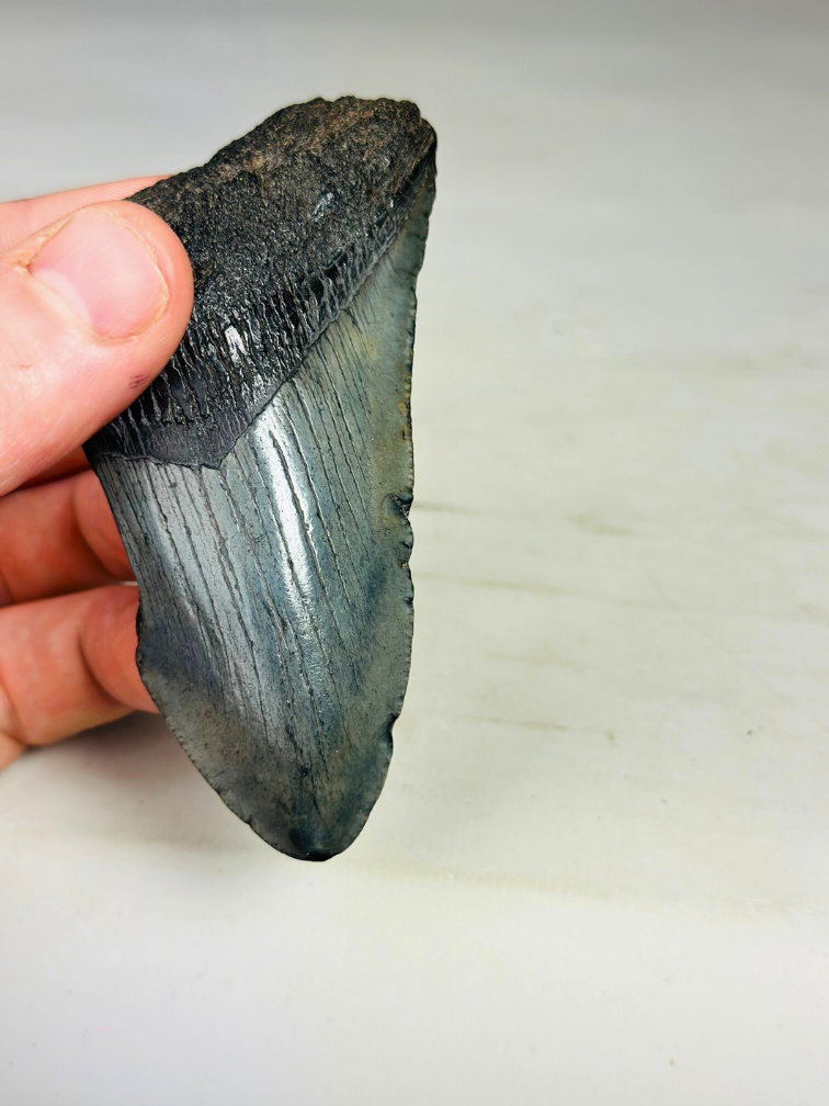 Dente di Megalodonte "Cracked Soulstone" (USA) - 9,5 cm