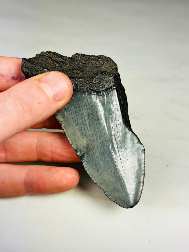 Dente di Megalodonte "Cracked Soulstone" (USA) - 9,5 cm