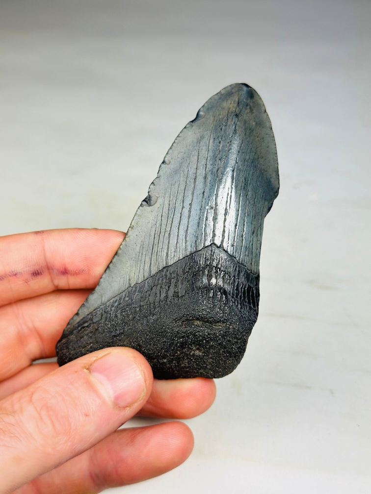 Diente de Megalodon "Cracked Soulstone" (US) - 9,5 cm