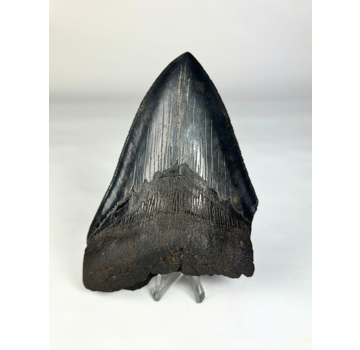 Dent de Megalodon "The Destroyed" - 13 cm