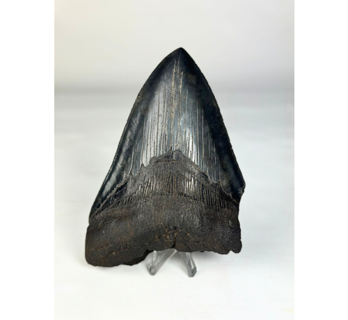 Diente de Megalodon "The Destroyed" - 13 cm