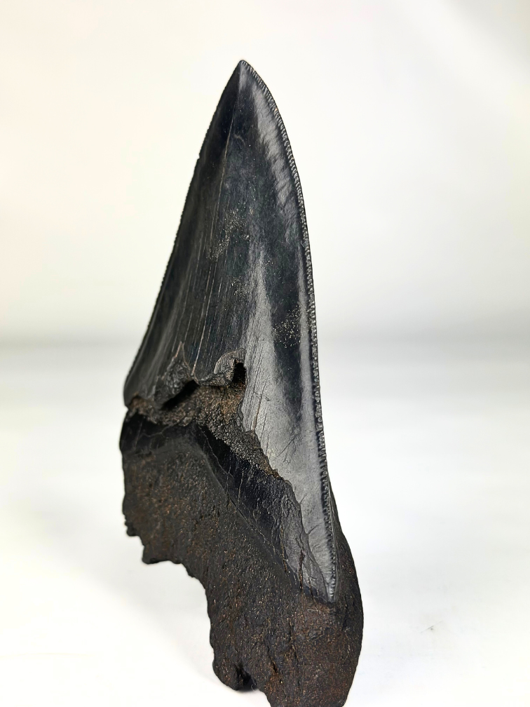 Megalodon tooth "The Destroyed" - 13 cm