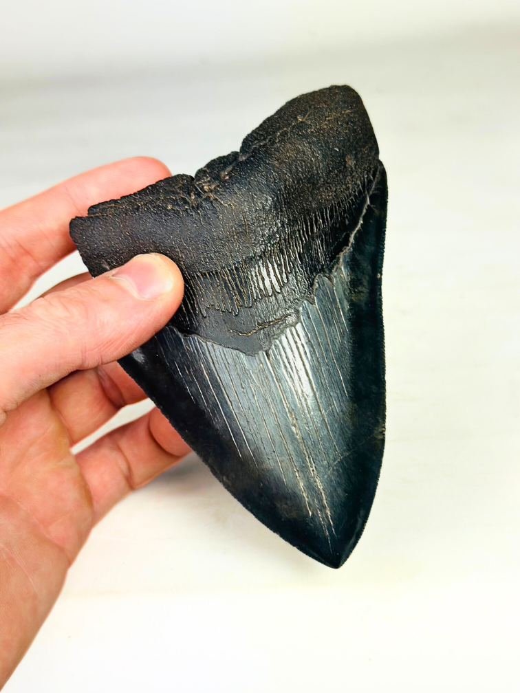 Dente di Megalodon "The Destroyed" - 13 cm