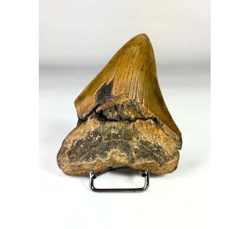 Megalodon Tooth "Viper Fang" (US) - 10 cm