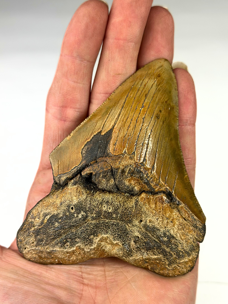 Megalodon Tooth "Viper Fang" (US) - 10 cm