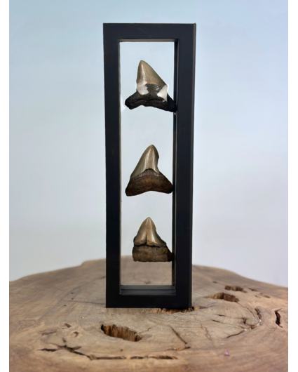 Dent de mégalodon "The Emperors Kin" | 3D frame | 30x10cm