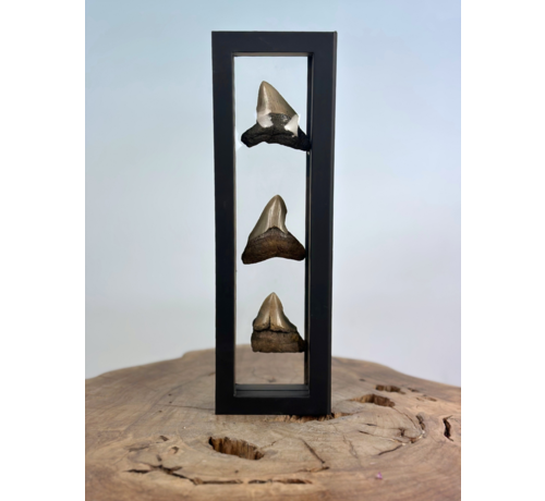 Dente di Megalodon "The Emperors Kin" | 3D frame | 30x10cm