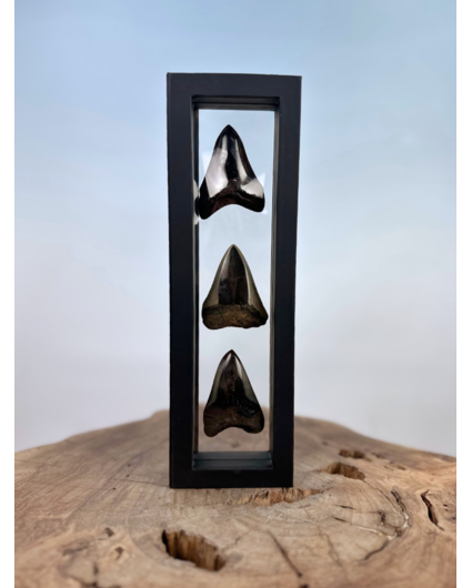 Diente de Megalodon "The Wicked Sisters" | 3D frame | 30x10cm