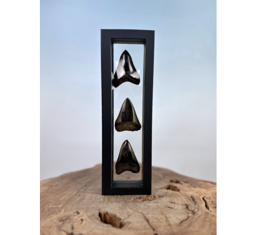 Megalodon Tooth "The Wicked Sisters" | 3D frame | 30x10cm