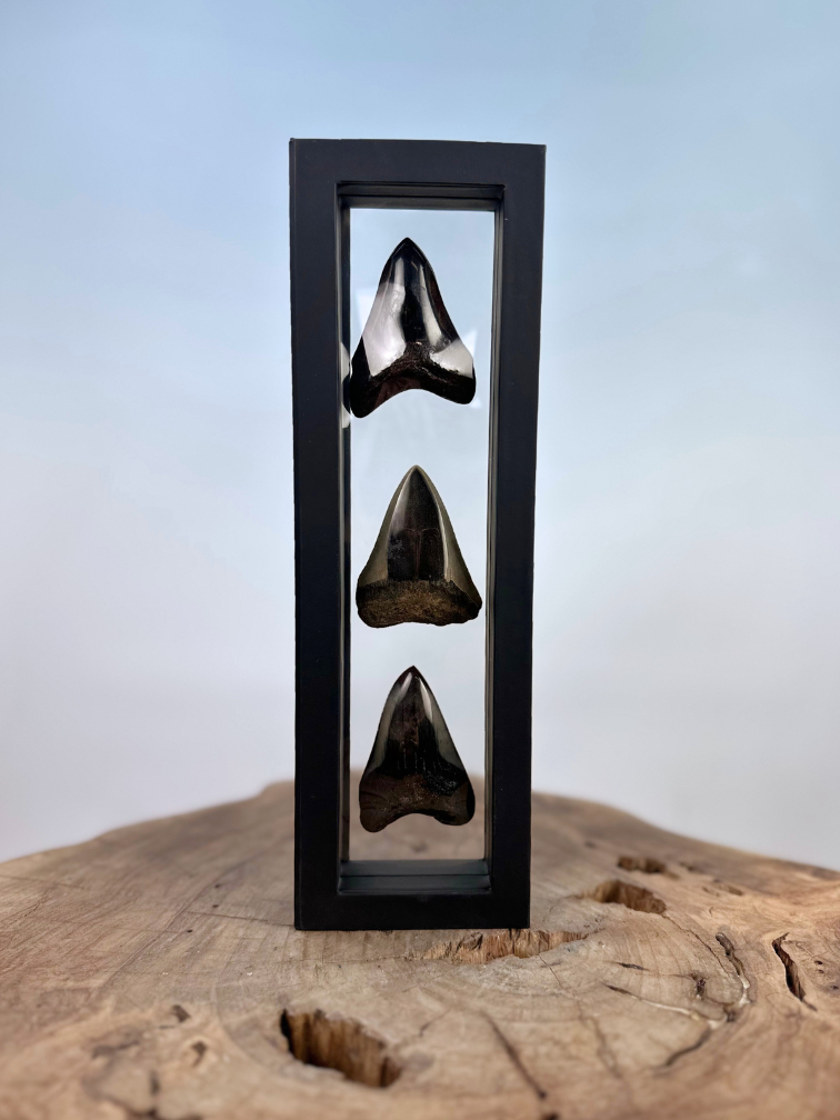 Megalodon Tooth "The Wicked Sisters" | 3D frame | 30x10cm