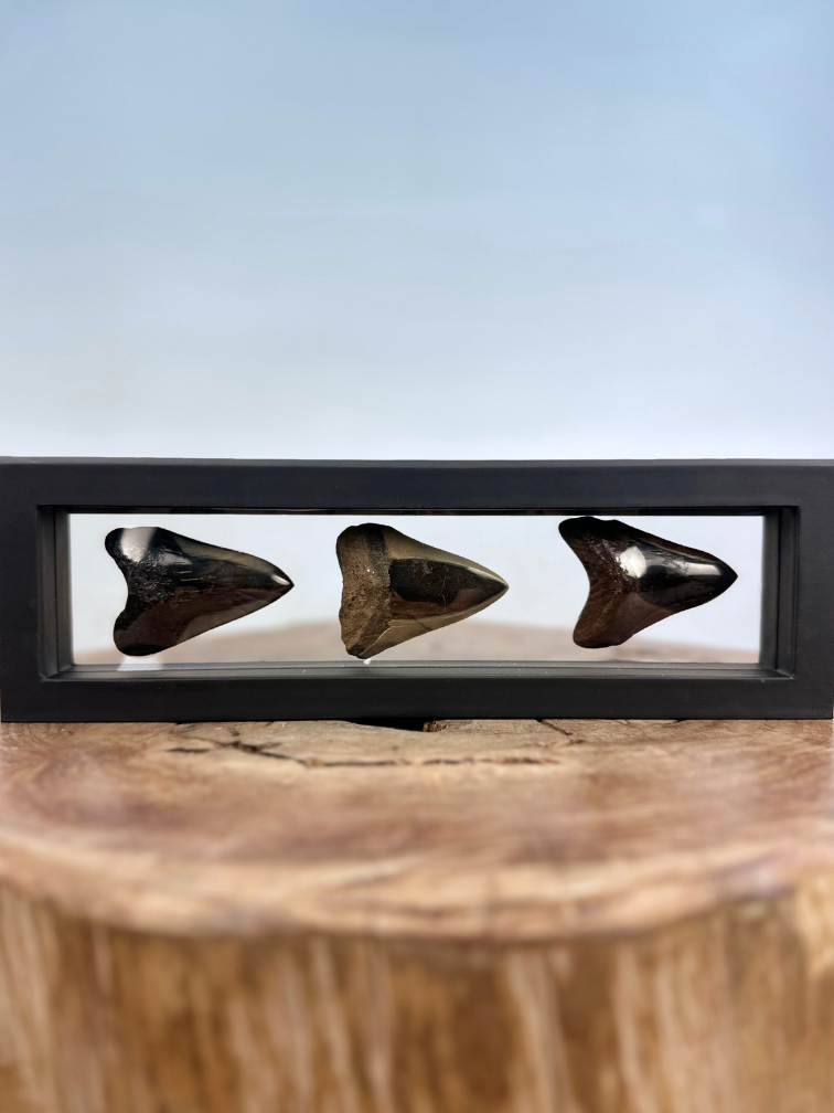 Megalodon Tooth "The Wicked Sisters" | 3D frame | 30x10cm