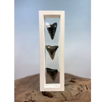 Dent de mégalodon   "The Wise Ones" | 3D frame | 30x10cm