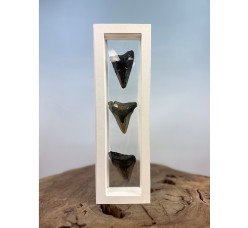 Diente de Megalodon   "The Wise Ones" | 3D frame | 30x10cm