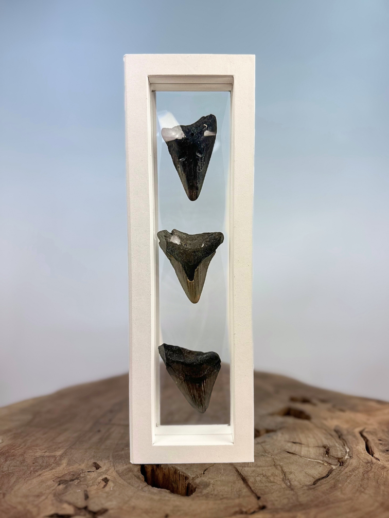 Dente di Megalodon   "The Wise Ones" | 3D frame | 30x10cm