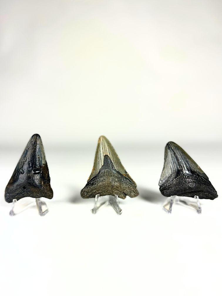 Megalodon Tandenset "The Wise Ones" | 3D frame | 30x10cm