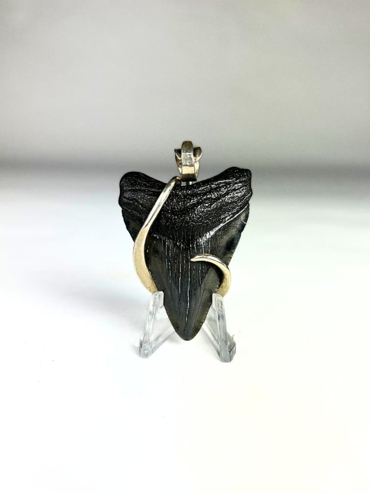 Megalodon tooth 'jewellery'  | 'Cazador'  | 4.8 cm (1,88 inch)