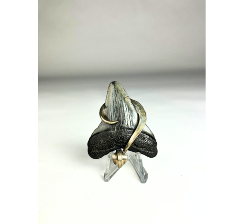 Megalodon tooth 'jewellery'  | 'Regis'  | 4.8 cm (1,88 inch)