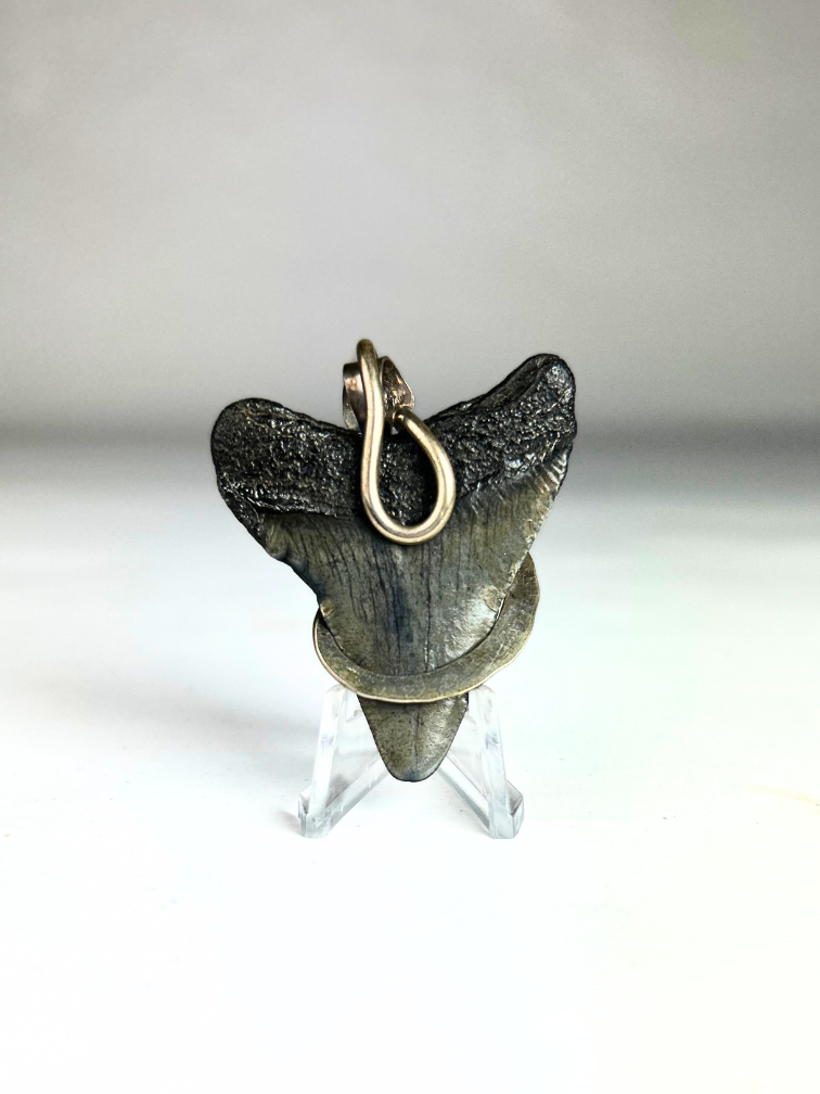 Dent de Megalodon 'bijoux'  | 'Regis'  | 4.8 cm (1,88 inch)