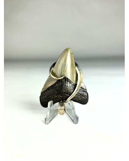 Megalodon tooth 'jewellery'  | 'Wyll'  | 4.8 cm (1,88 inch)