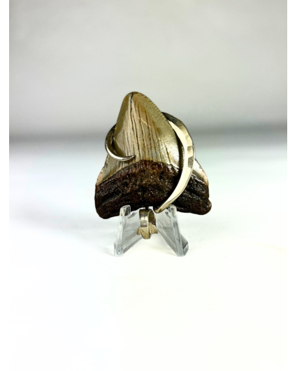 Dent de Megalodon 'bijoux'   | 'Maria'  | 4.8 cm (1,88 inch)