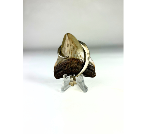 Megalodon-Zahn 'schmuck'  | 'Maria'  | 4.8 cm (1,88 inch)