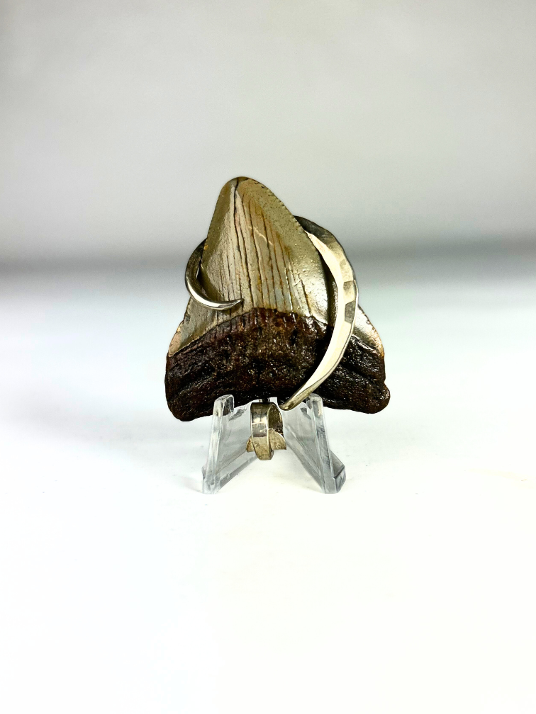 Dent de Megalodon 'bijoux'  | 'Maria'  | 4.8 cm (1,88 inch)