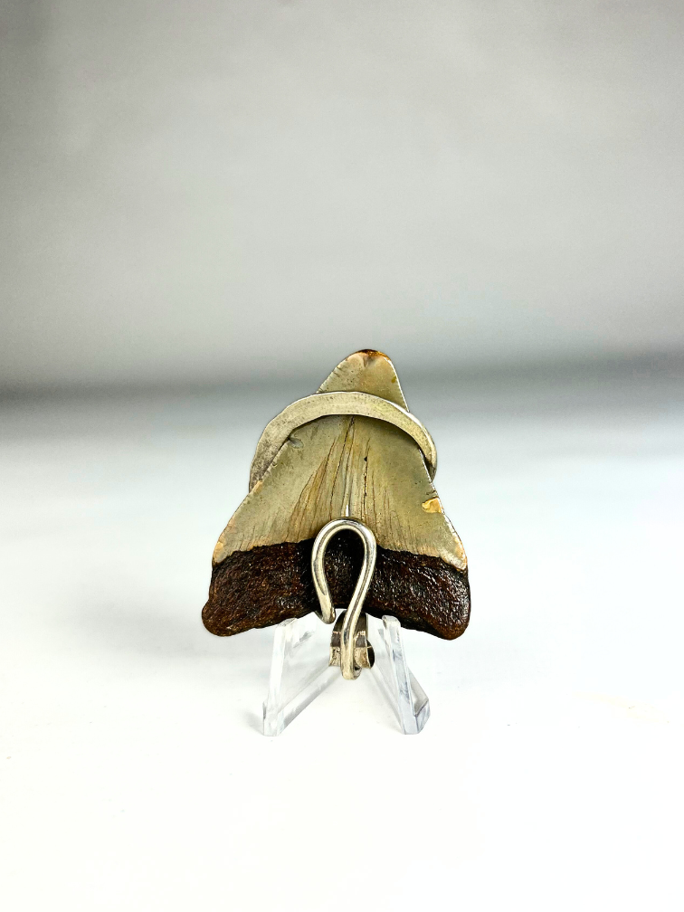 Megalodon tooth 'jewellery'  | 'Maria'  | 4.8 cm (1,88 inch)