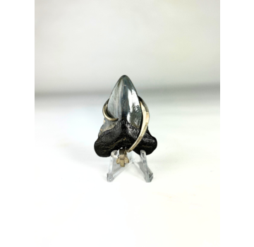 Megalodon tooth 'jewellery'  | 'Zevlor'  | 4.7 cm (1,85 inch)