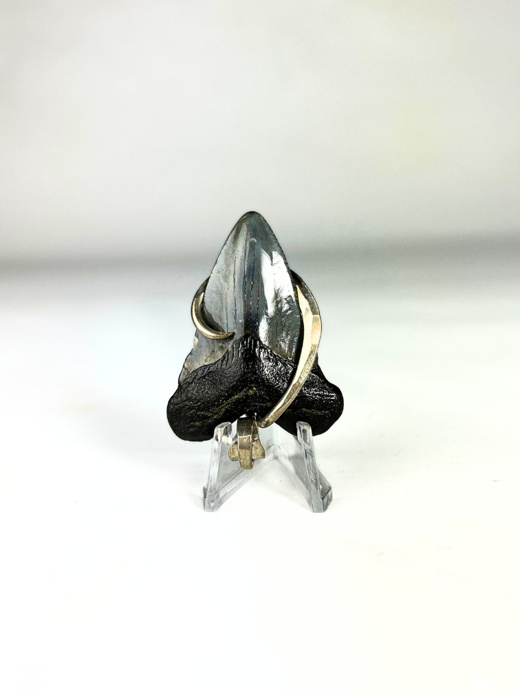 Dent de Megalodon 'bijoux'  | 'Zevlor'  | 4.7 cm (1,85 inch)