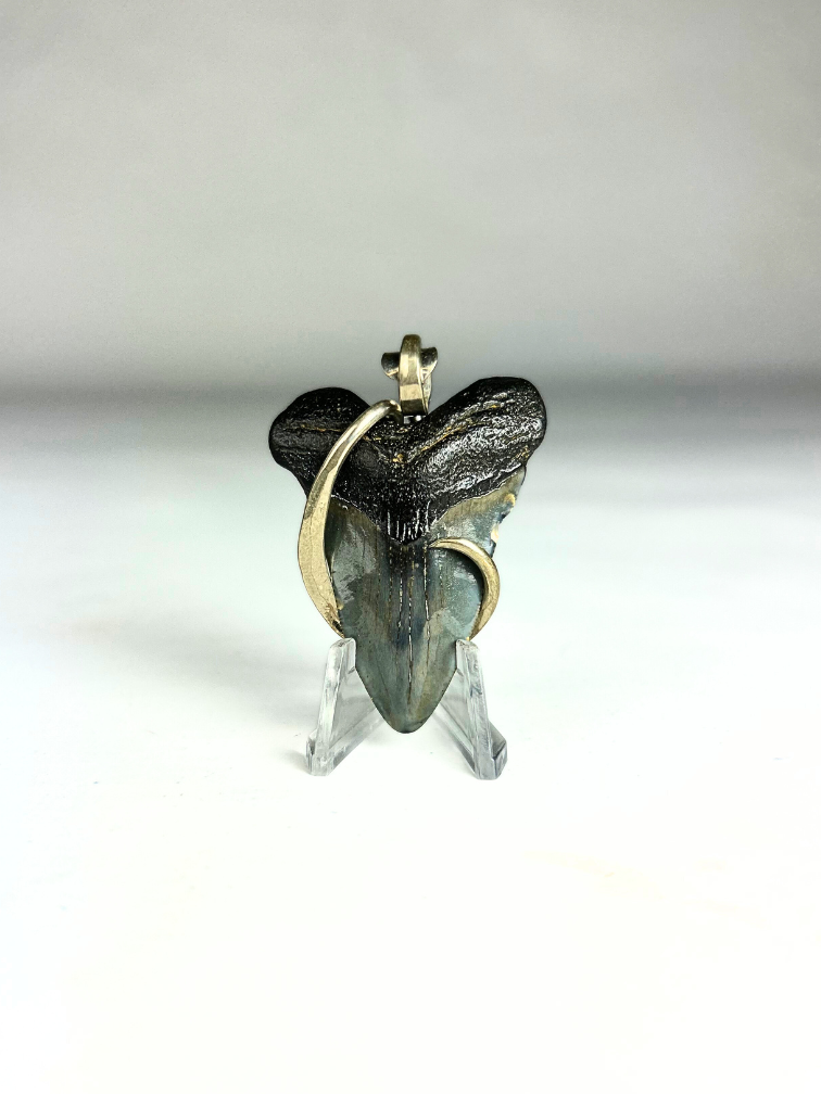 Megalodon tooth 'jewellery'  | 'Zevlor'  | 4.7 cm (1,85 inch)