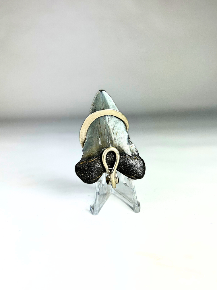 Megalodon tooth 'jewellery'  | 'Zevlor'  | 4.7 cm (1,85 inch)