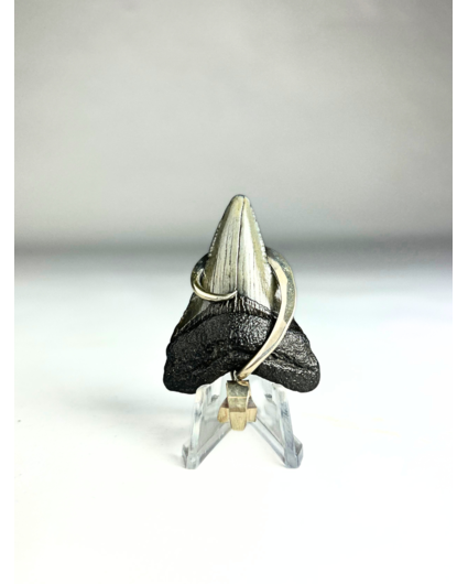 Dente di Megalodon 'gioielli' | 'Astarion'  | 4.57 cm (1,79 inch)